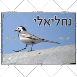 תמונת נחליאלי