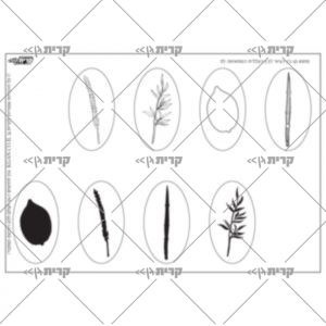 בשורה למעלה ארבע אליפסות עם איורי ארבעת המינים, בשורה למטה ארבע אליפסות עם הצלליות של ארבעת המינים