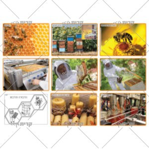 שמונה תמונות צבעוניות על תהליך הפקת הדבש, על הדבורה ועל הכוורת. בנוסף דף בשחור לבן עם איורים בנושא בשחור לבן