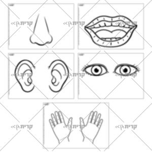 חמישה עמודים עם איורים לצביעה: פה אף עיניים אוזניים ידיים